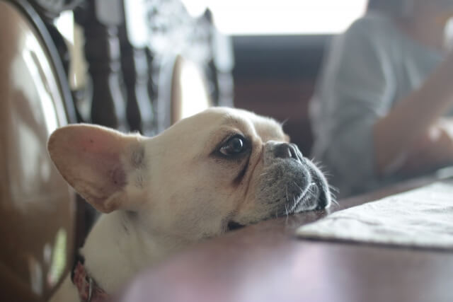 犬, 室内, 見ている, 座っている が含まれている画像 自動的に生成された説明